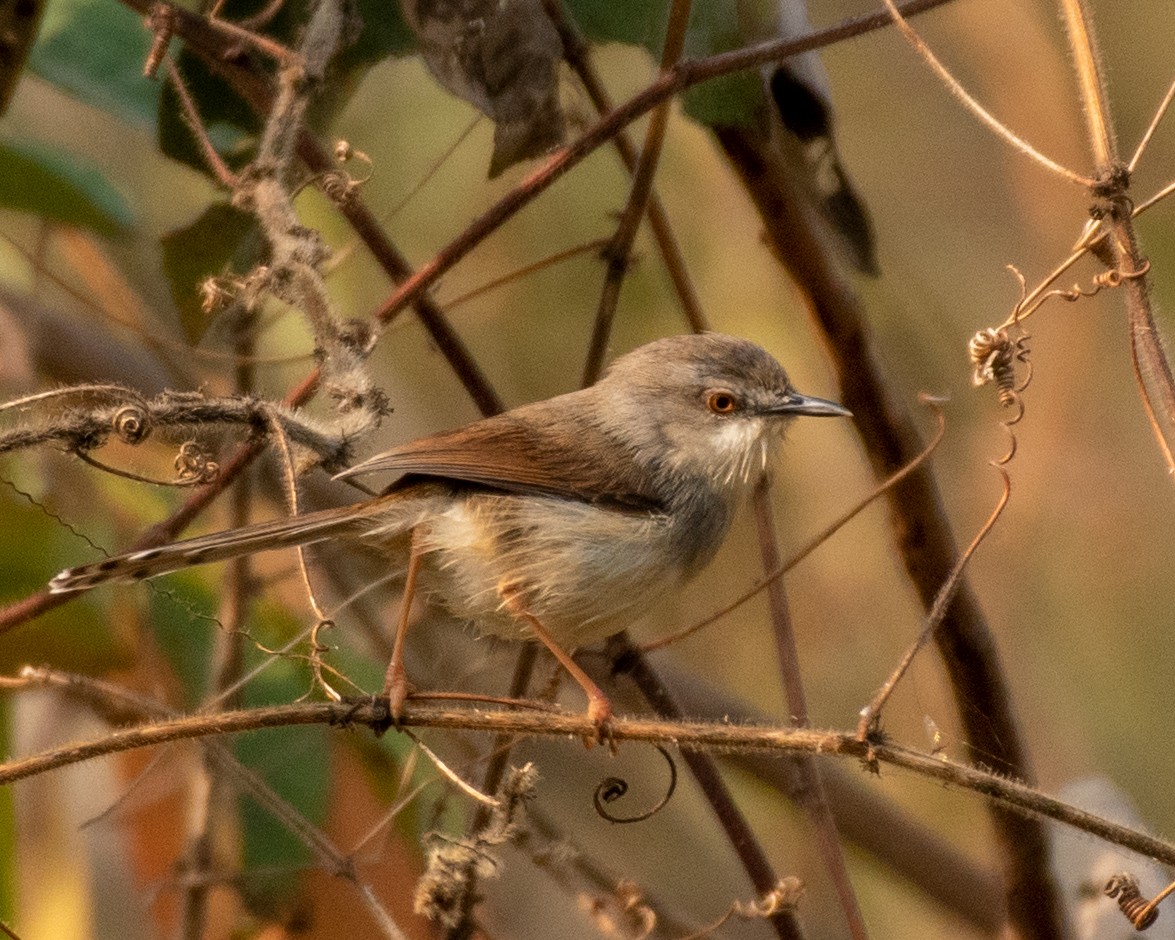 Gray-breasted Prinia - Swami Bogim