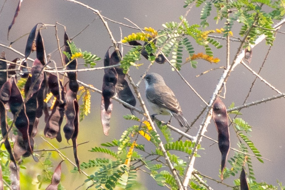 Lesser Whitethroat - Swami Bogim