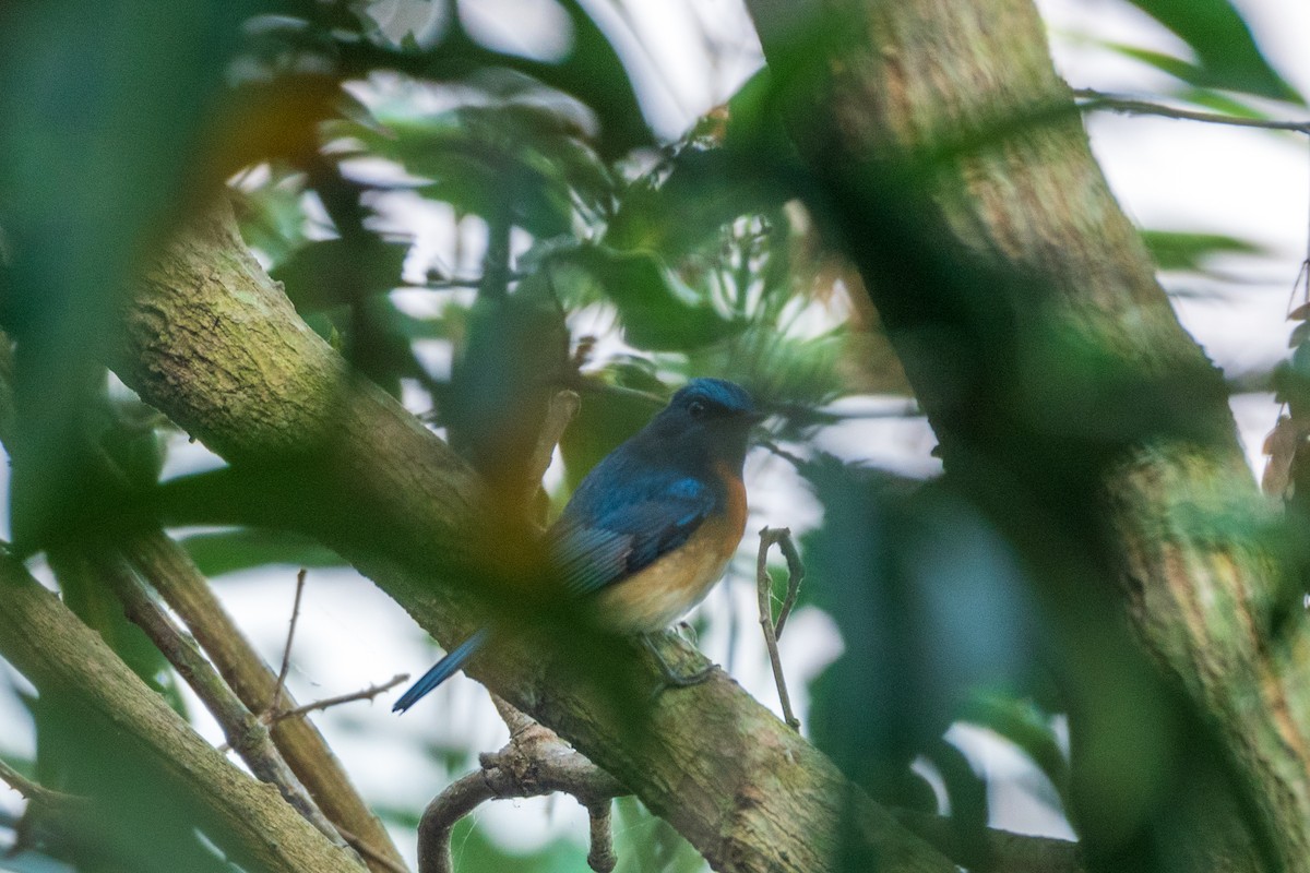 Blue-throated Flycatcher - Swami Bogim