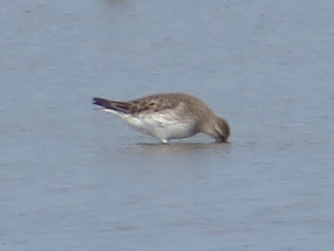 Weißbürzel-Strandläufer - ML542943651