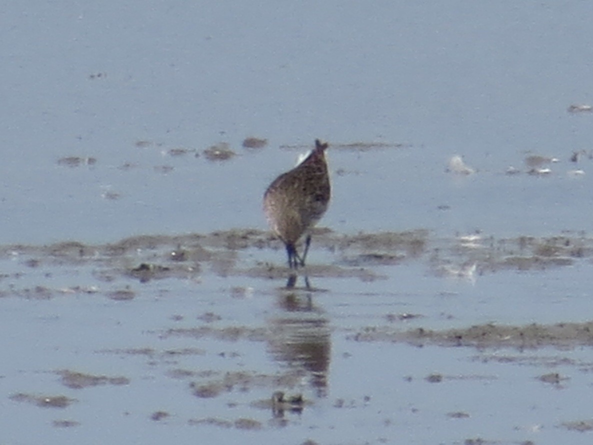 White-rumped Sandpiper - ML542943701