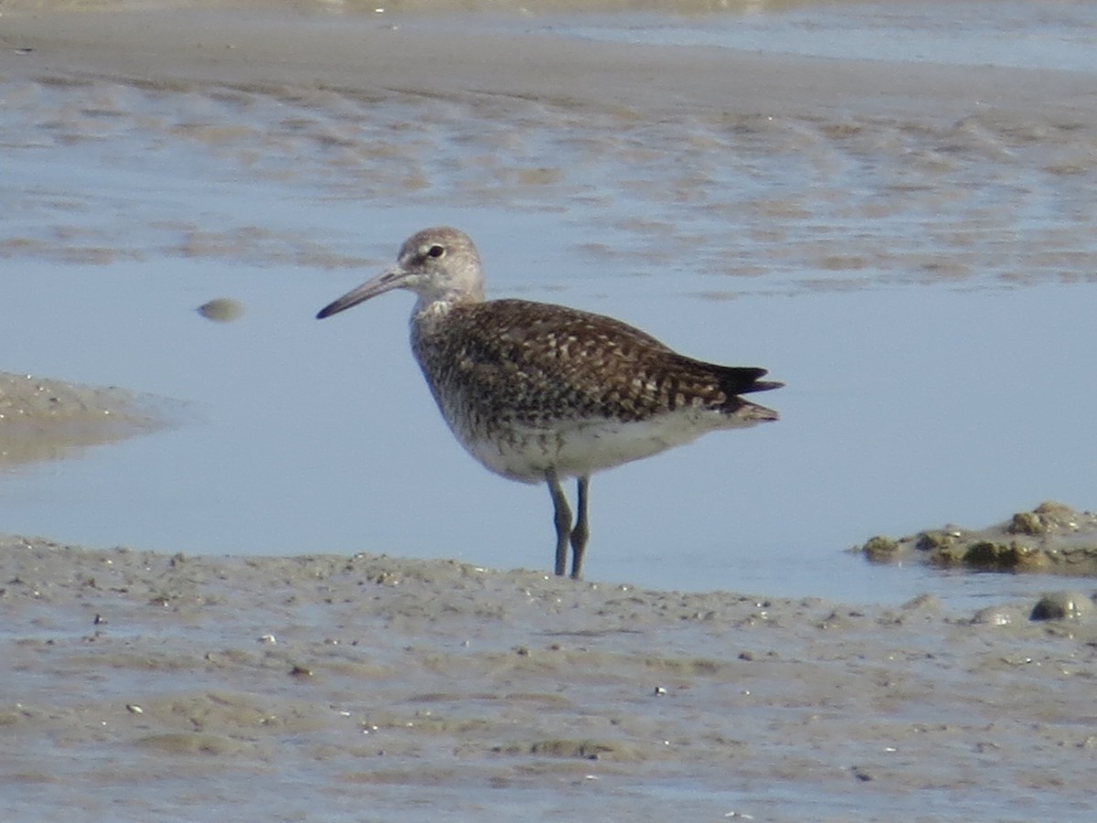 Willet - ML542944271