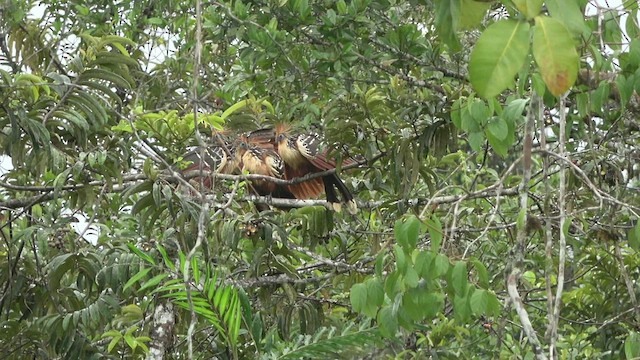 Hoatzin - ML542944371