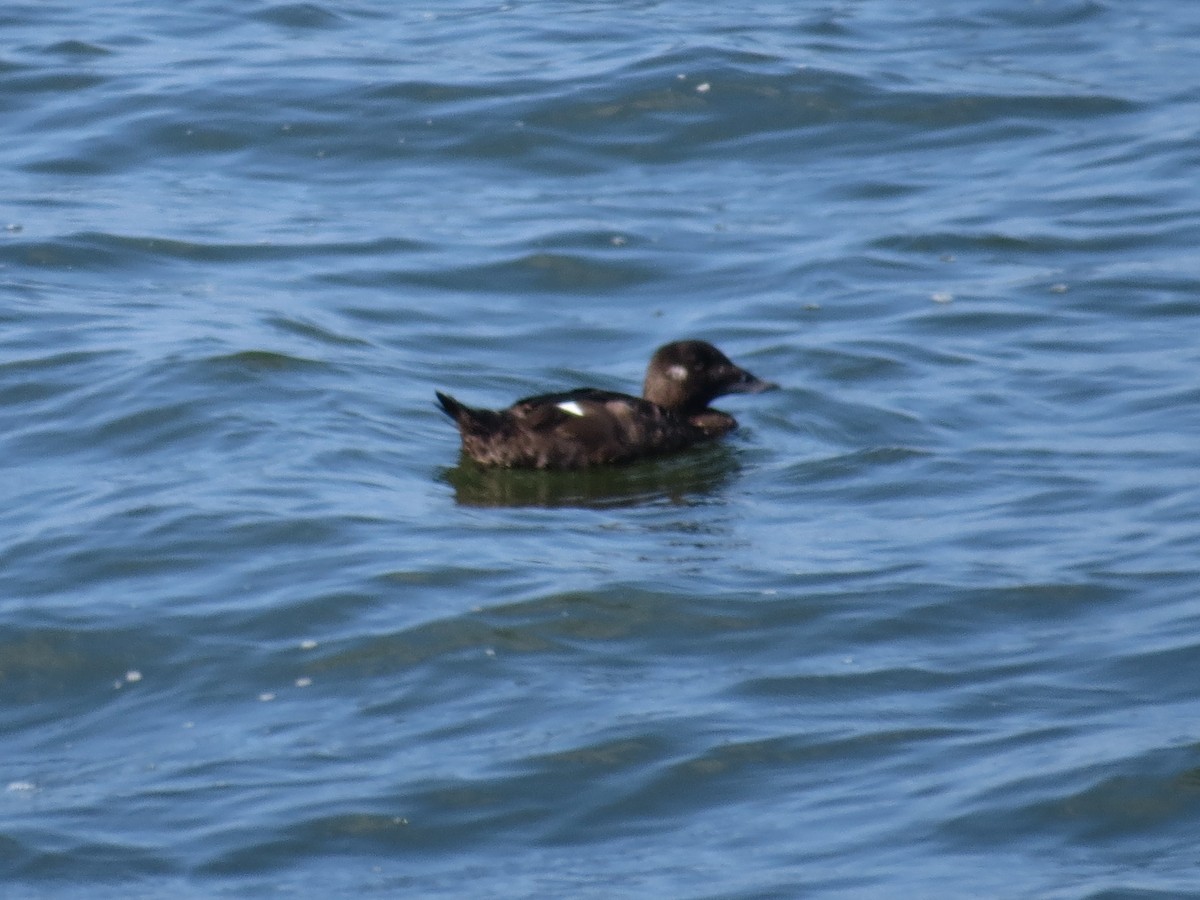 White-winged Scoter - ML542944411