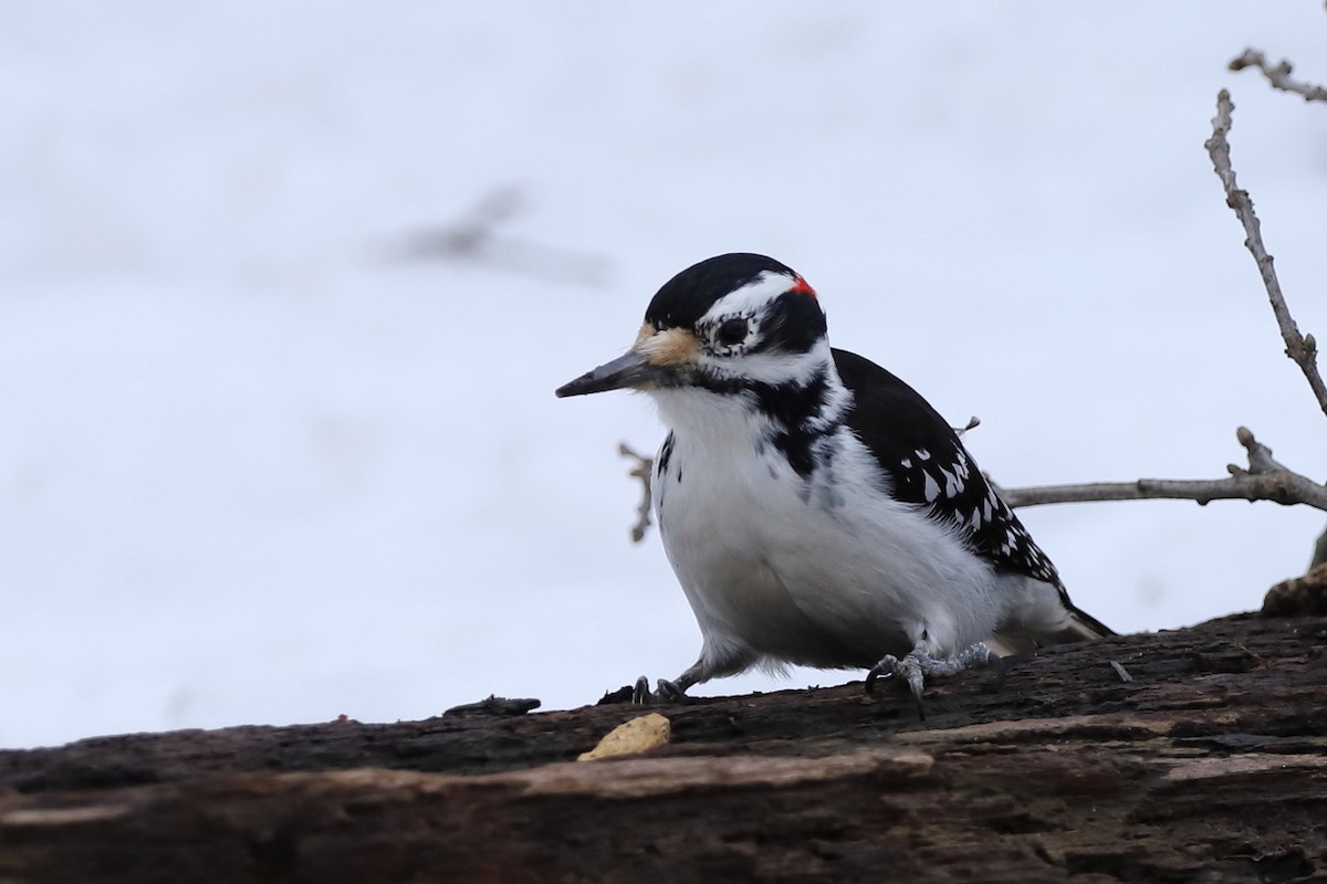 Hairy Woodpecker - ML542944531