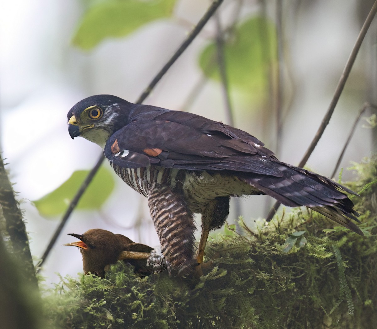 Semicollared Hawk - ML542944791
