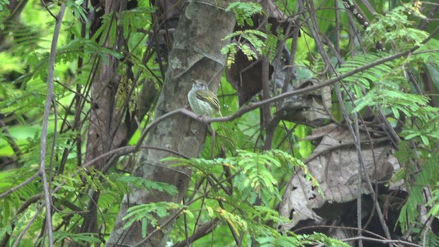 White-bellied Pygmy-Tyrant - ML542945861