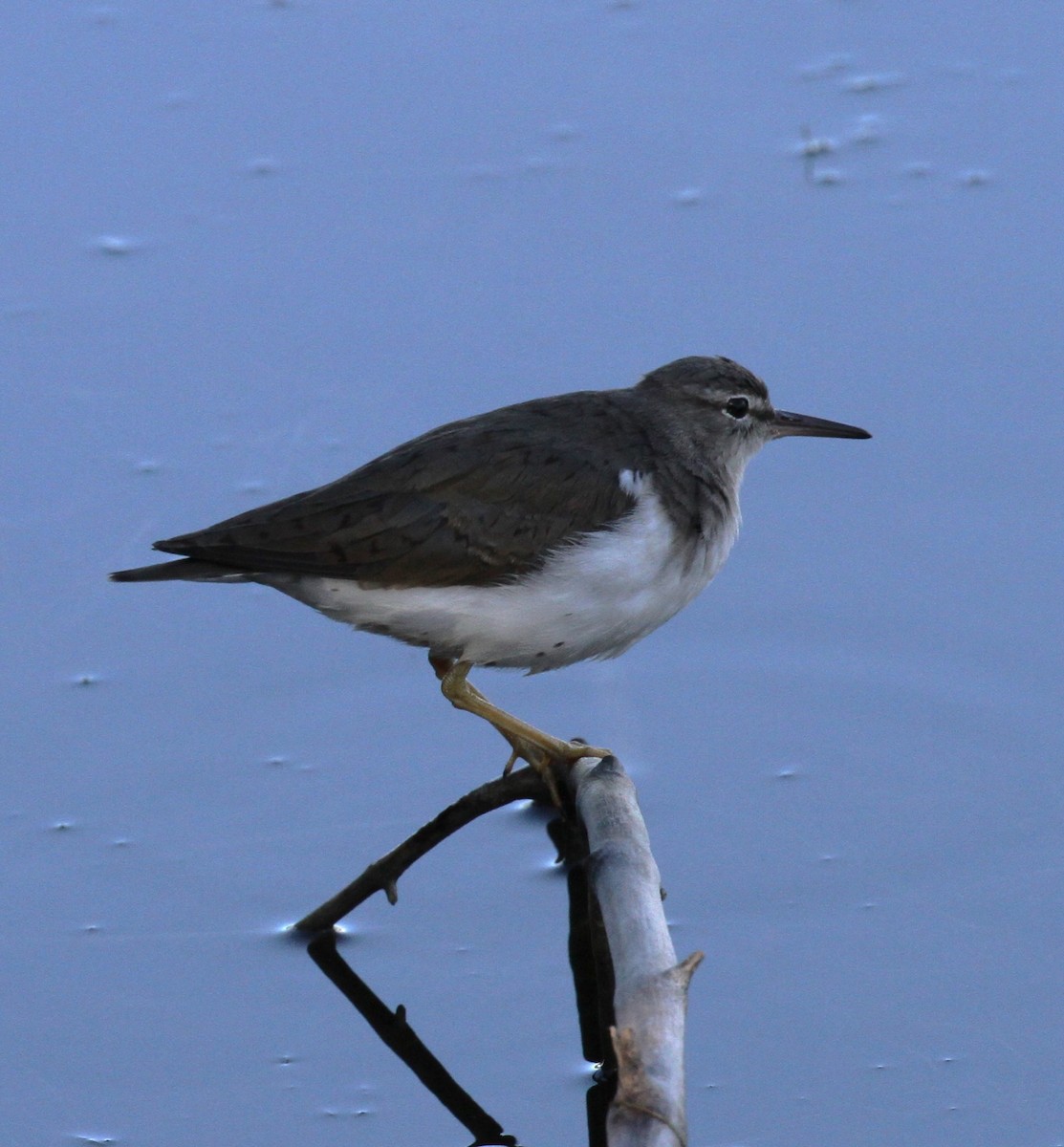 Spotted Sandpiper - Lisa Yntema