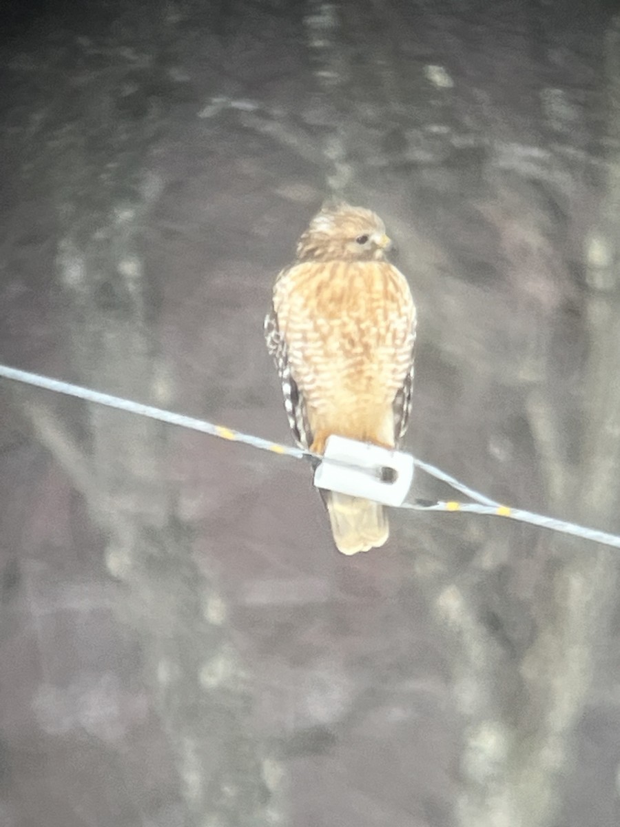 Red-shouldered Hawk - ML542946791