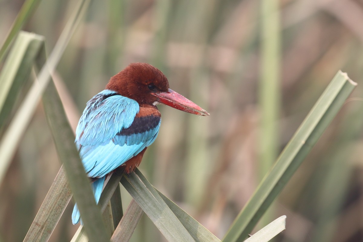 White-throated Kingfisher - ML542947311