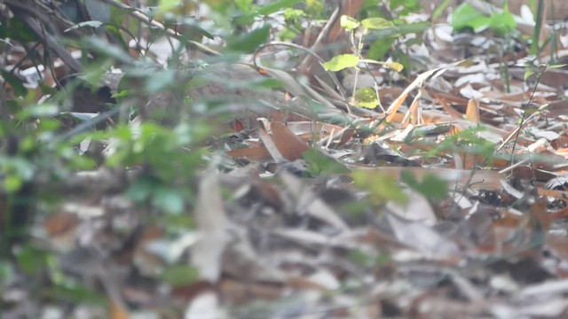 Forest Wagtail - ML542947591