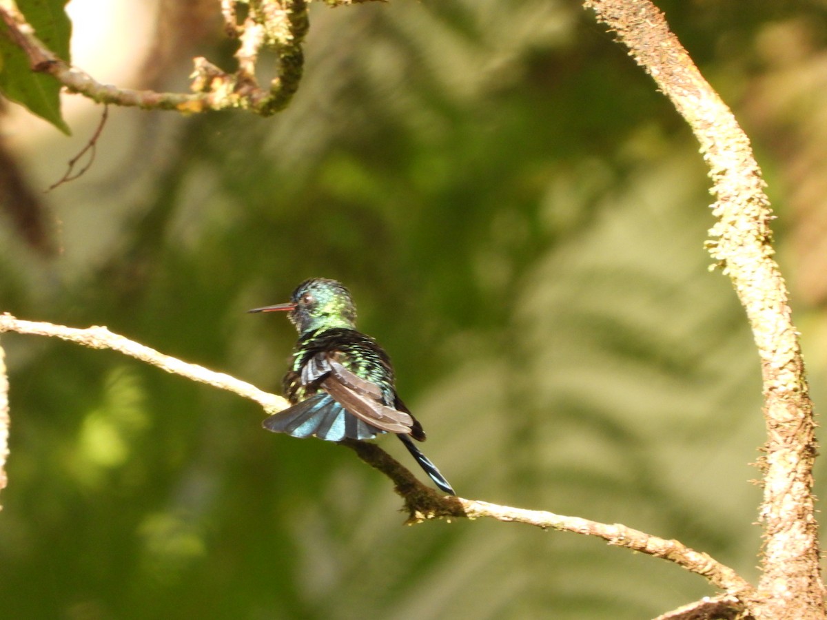 blåhodekolibri - ML542948511