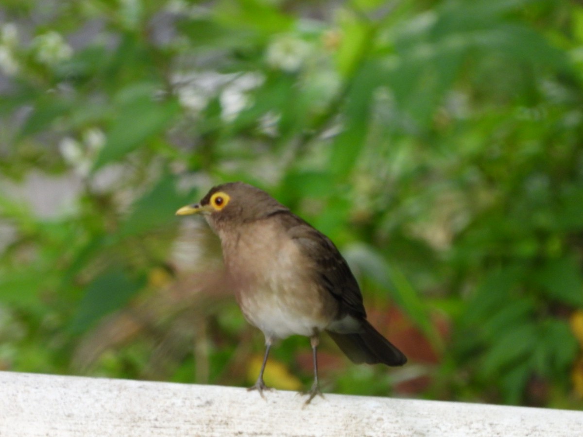 Spectacled Thrush - ML542948801