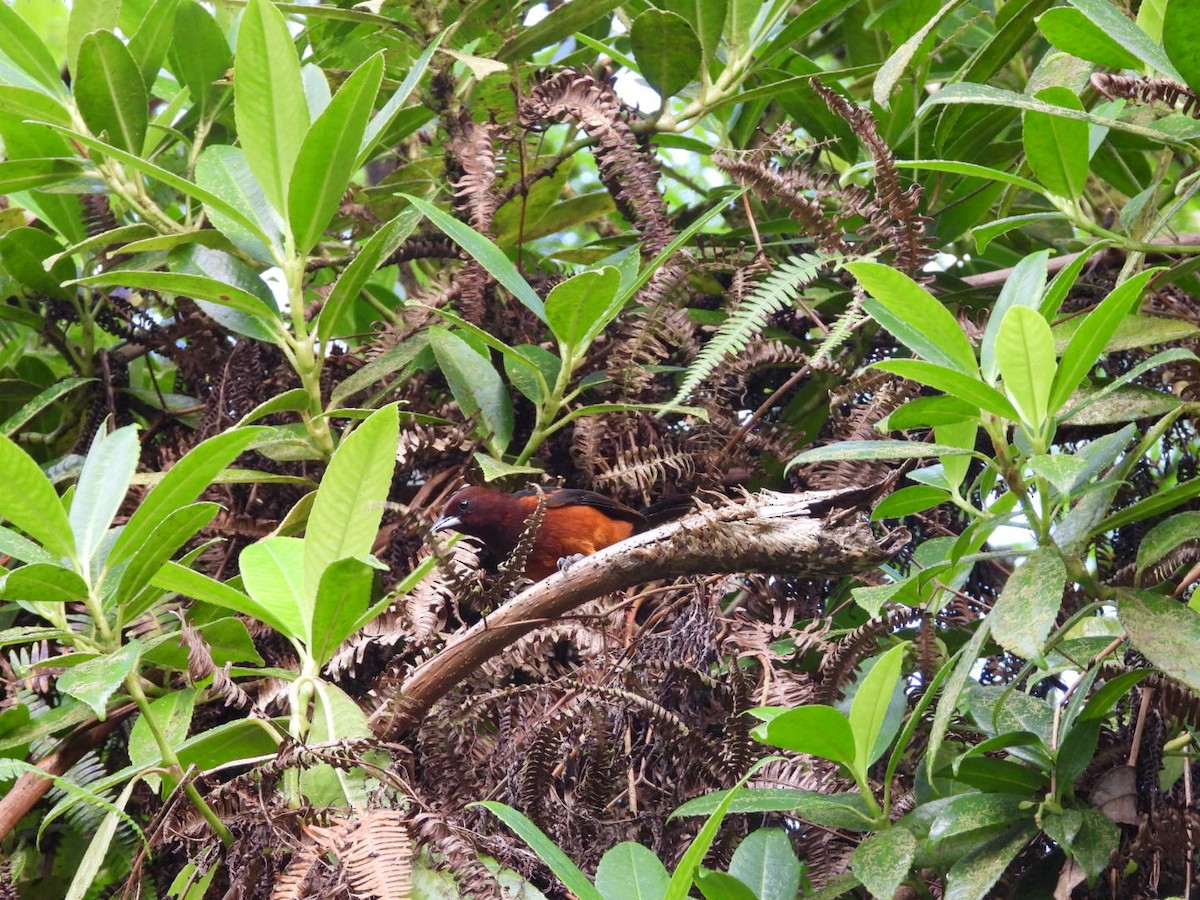 Martinique Oriole - ML542949291