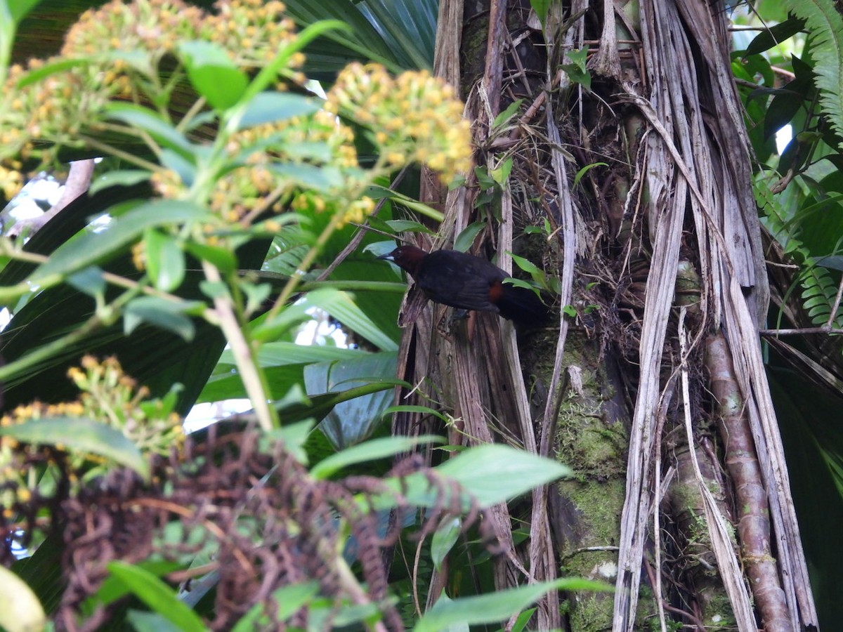 Martinique Oriole - ML542949301