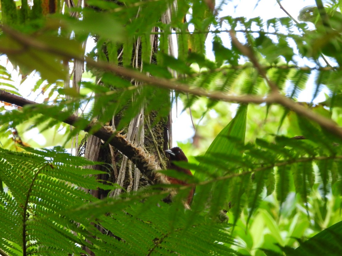 Oriole de Martinique - ML542949311