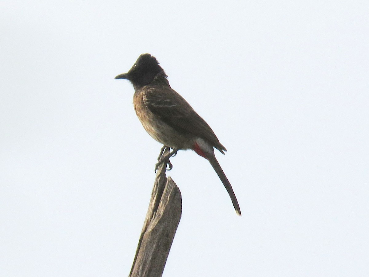 Red-vented Bulbul - ML542949351