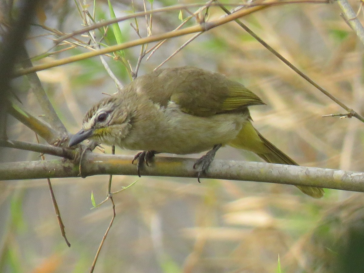 White-browed Bulbul - ML542949391