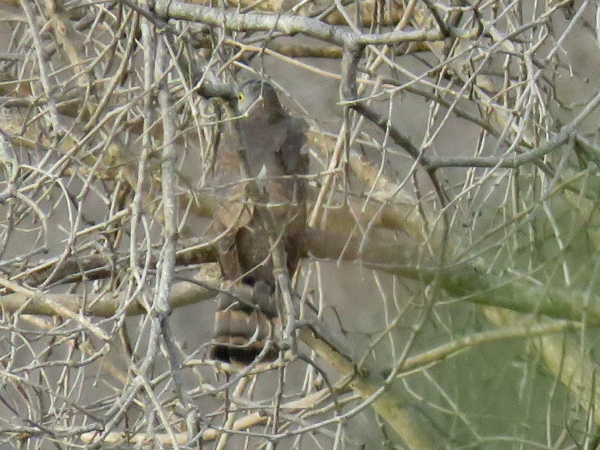 Common Hawk-Cuckoo - ML542949491