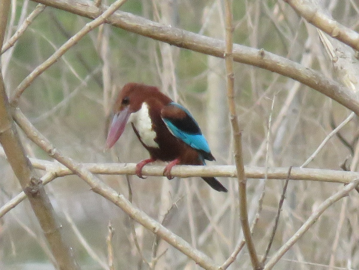 White-throated Kingfisher - Naresh Satyan