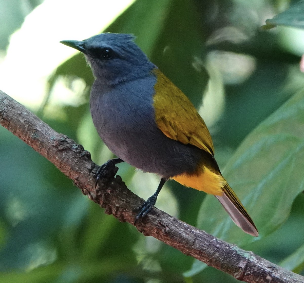 Gray-bellied Bulbul - David Diller