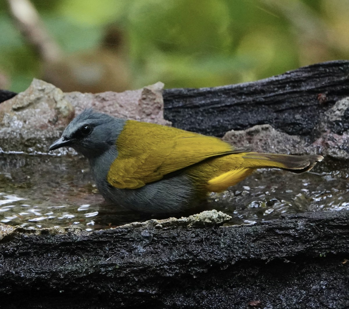 Gray-bellied Bulbul - ML542949721