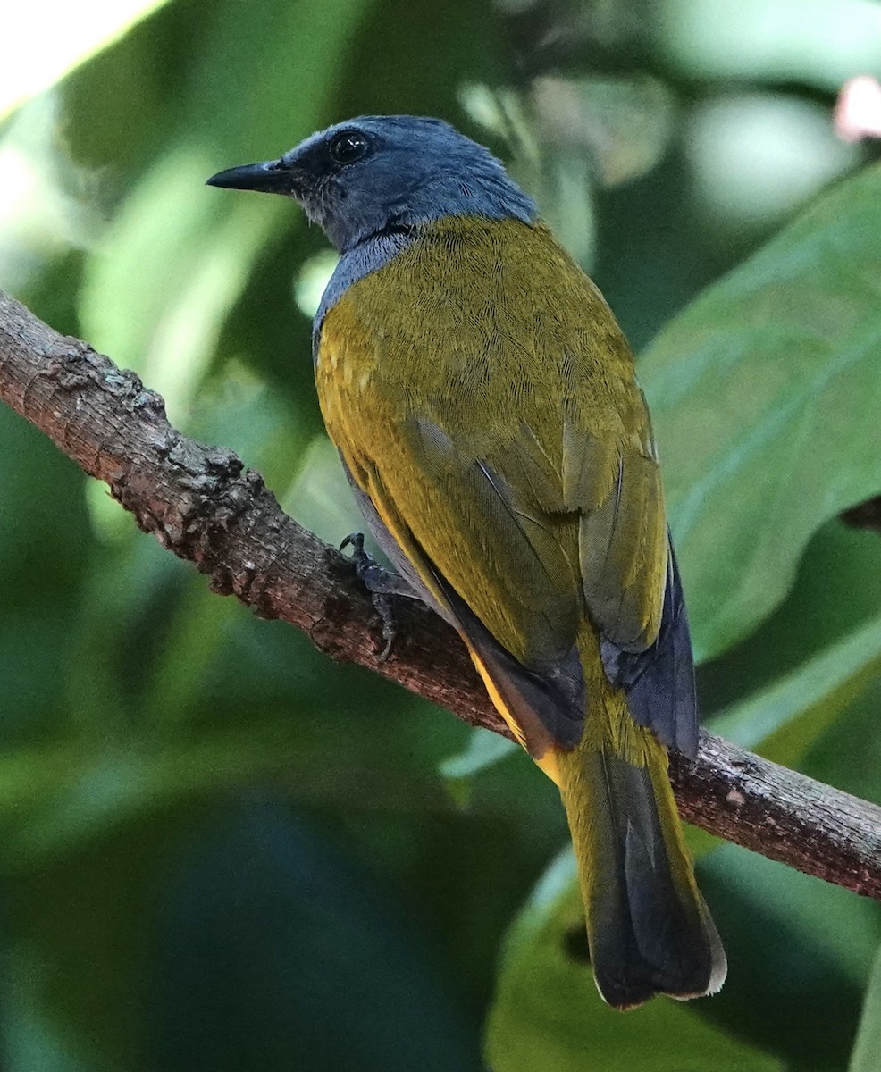 Gray-bellied Bulbul - David Diller