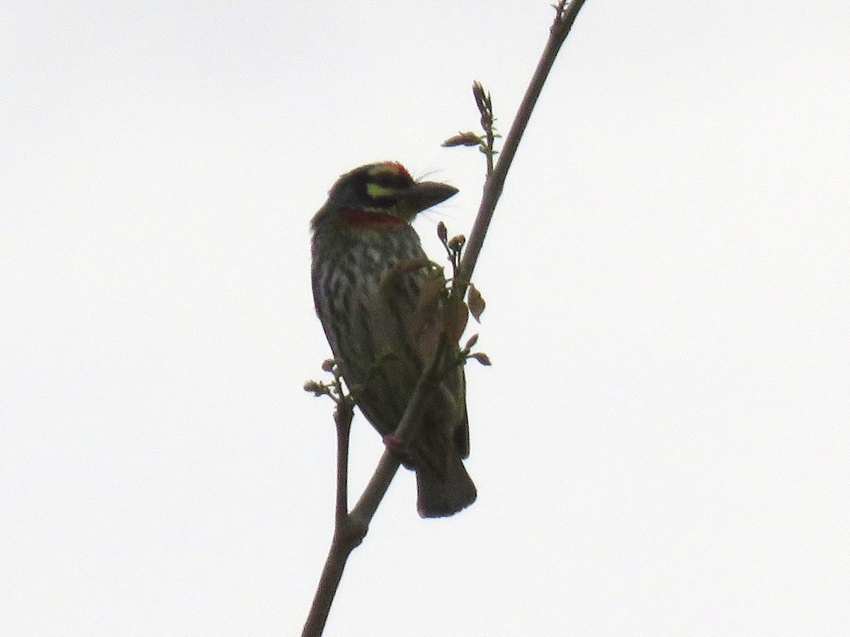 Coppersmith Barbet - Naresh Satyan