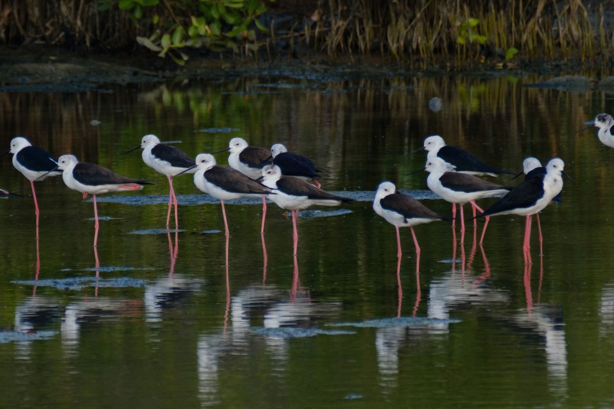 Black-winged Stilt - ML542949981