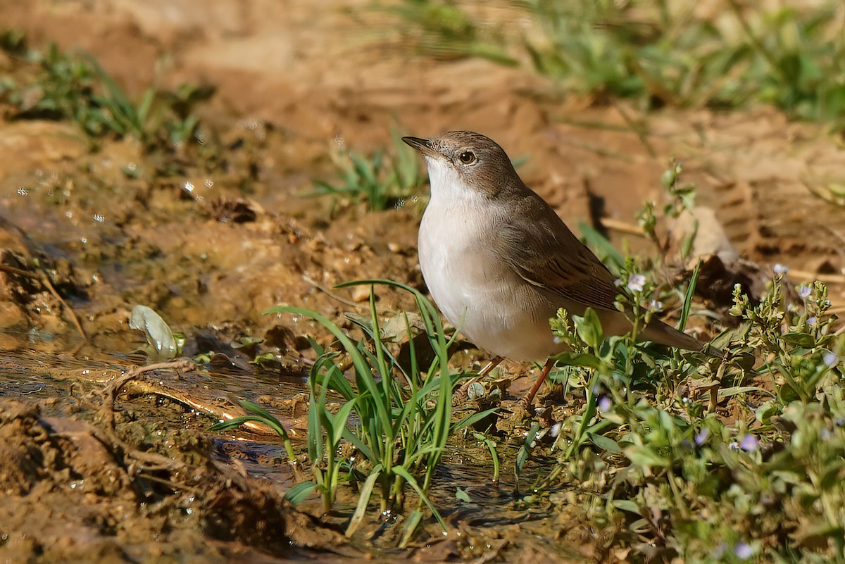 Greater Whitethroat - ML542950061