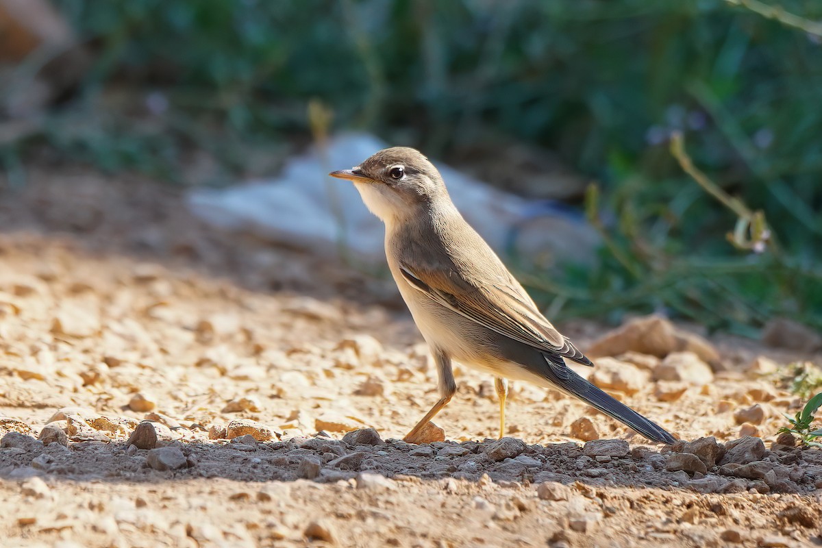 סבכי קוצים - ML542950071