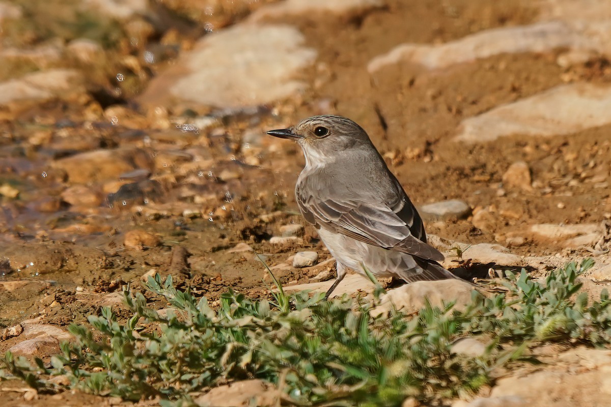 Spotted Flycatcher - ML542950141