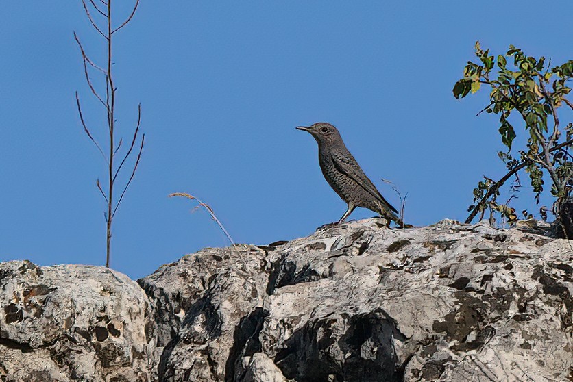 Blue Rock-Thrush - ML542950241