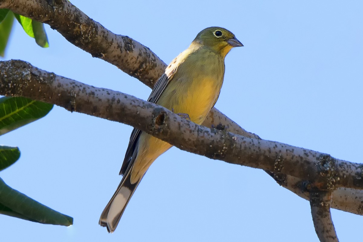 Cinereous Bunting - ML542950321