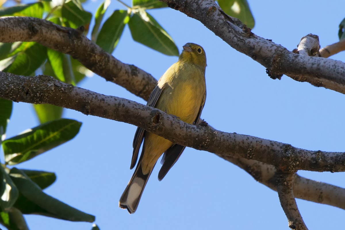 Cinereous Bunting - ML542950331