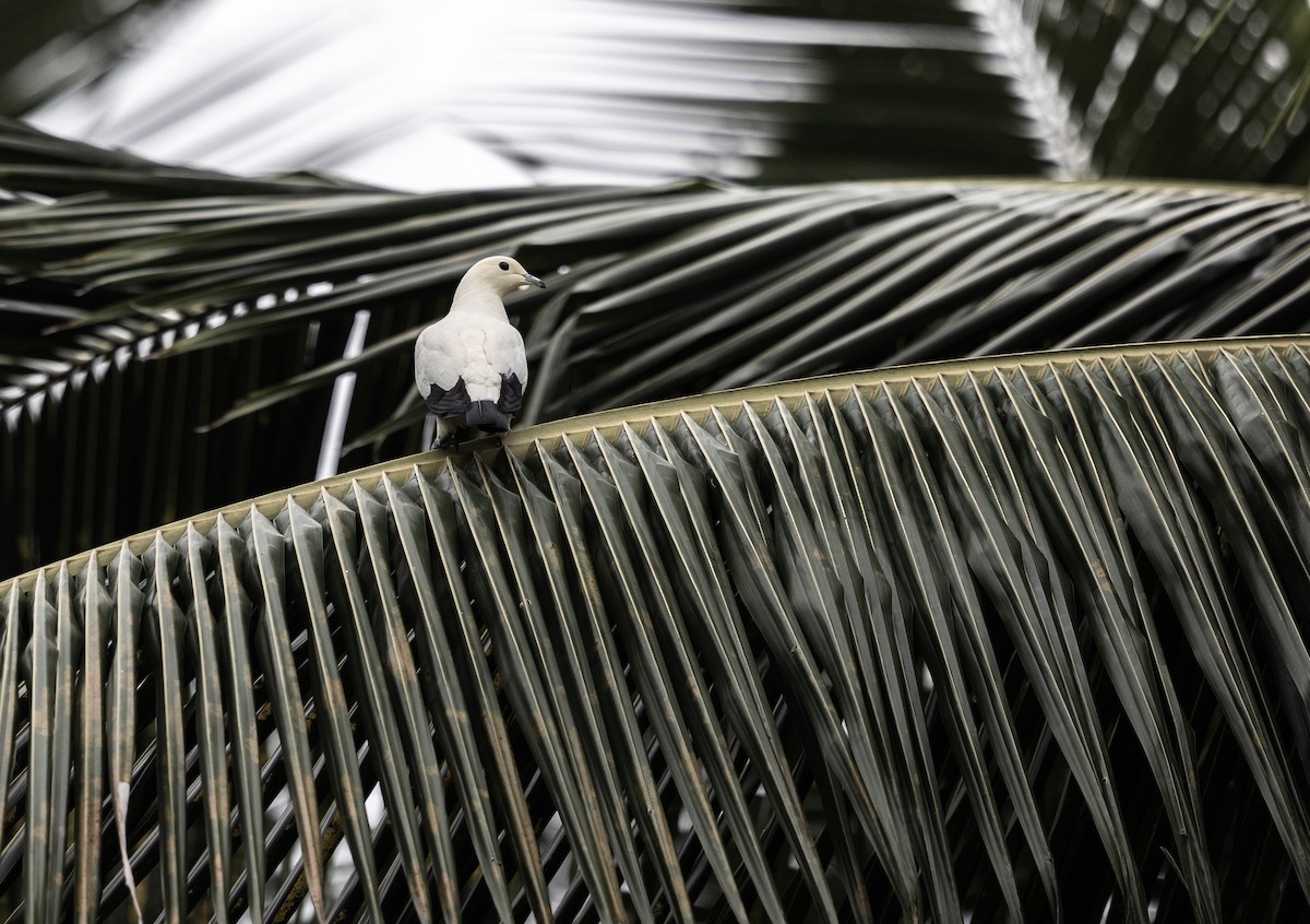 Pied Imperial-Pigeon - ML542952331