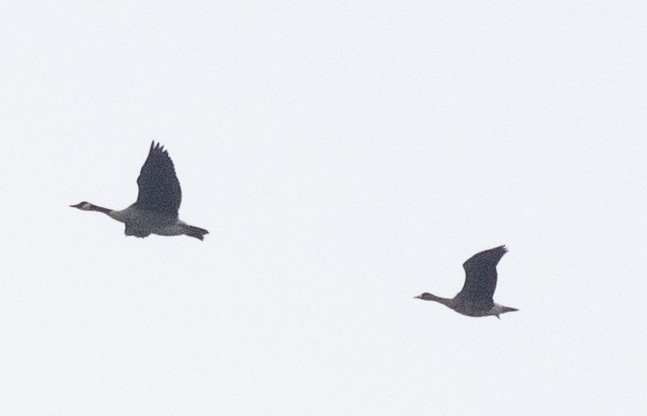 Greater White-fronted Goose - ML542952531