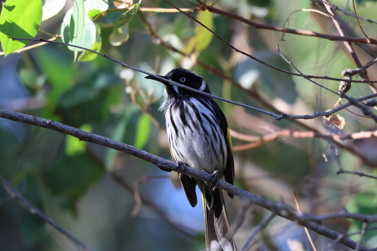 New Holland Honeyeater - ML542952761