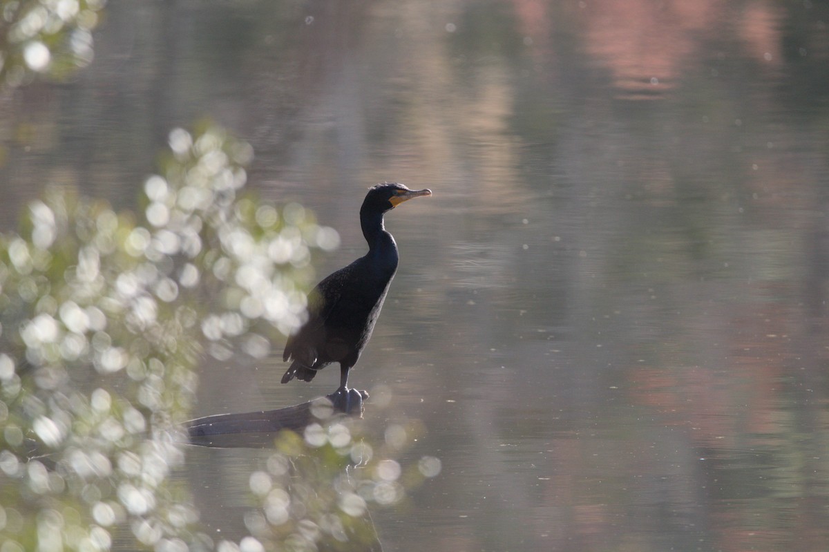 Double-crested Cormorant - Adelyn Flowers