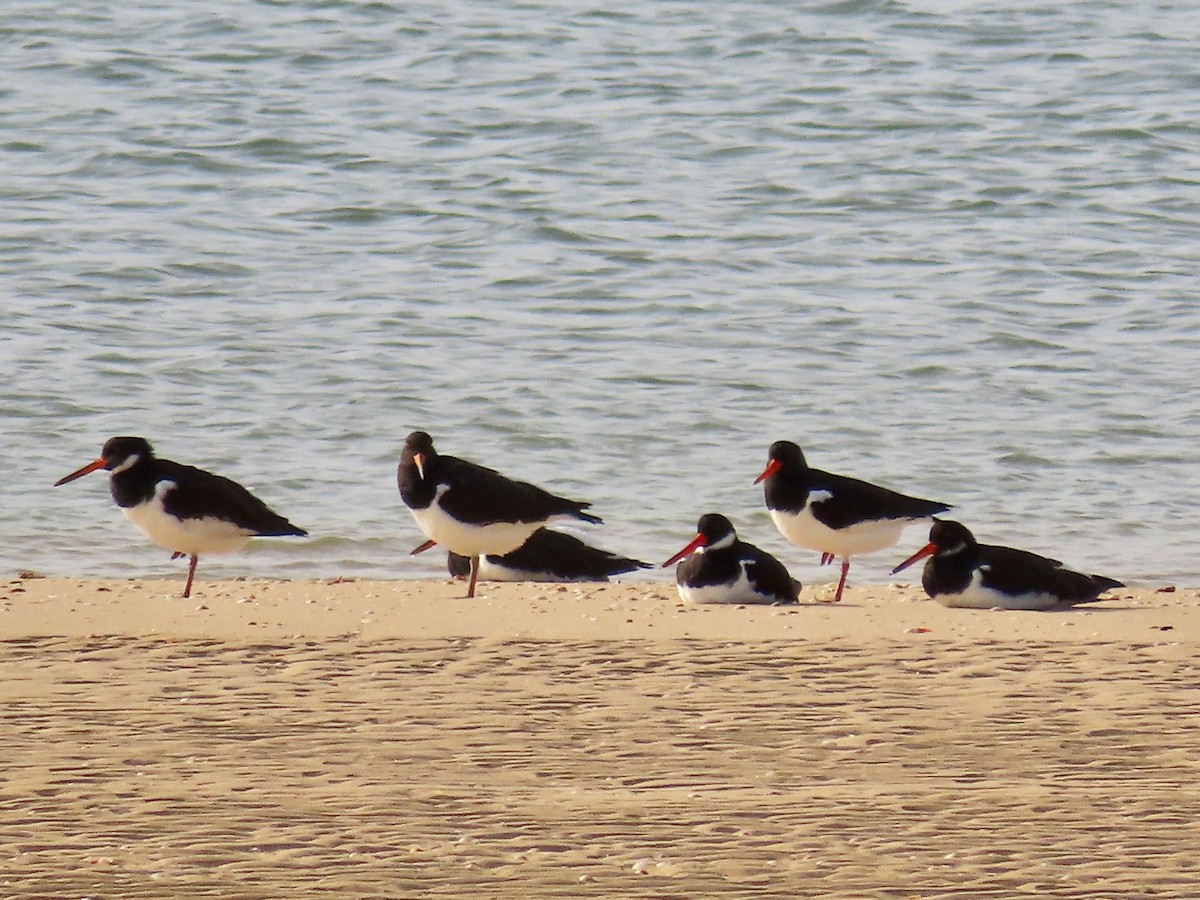 Eurasian Oystercatcher - ML542953581