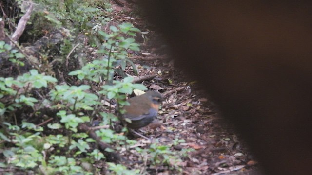 Chucao Tapaculo - ML542953851