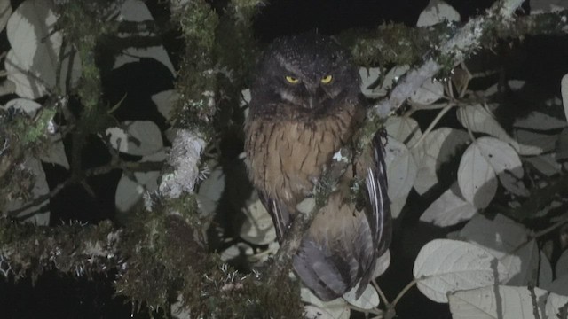 White-throated Screech-Owl - ML542954621