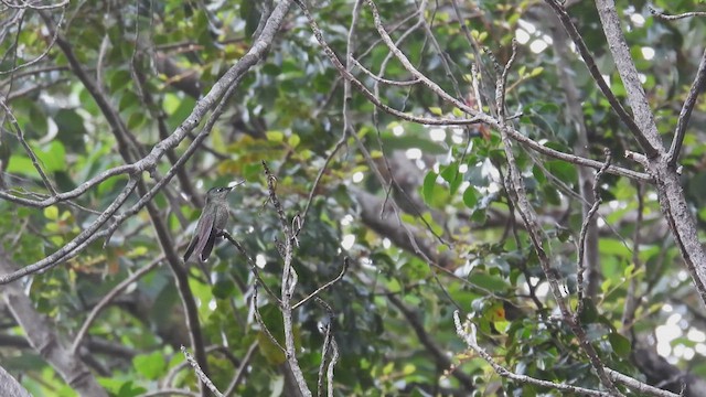 Colibrí Austral - ML542955341