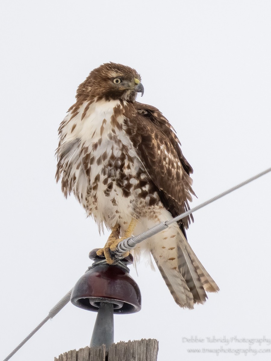 Red-tailed Hawk - ML542956301