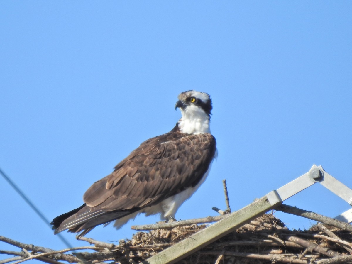 Osprey - ML542957161