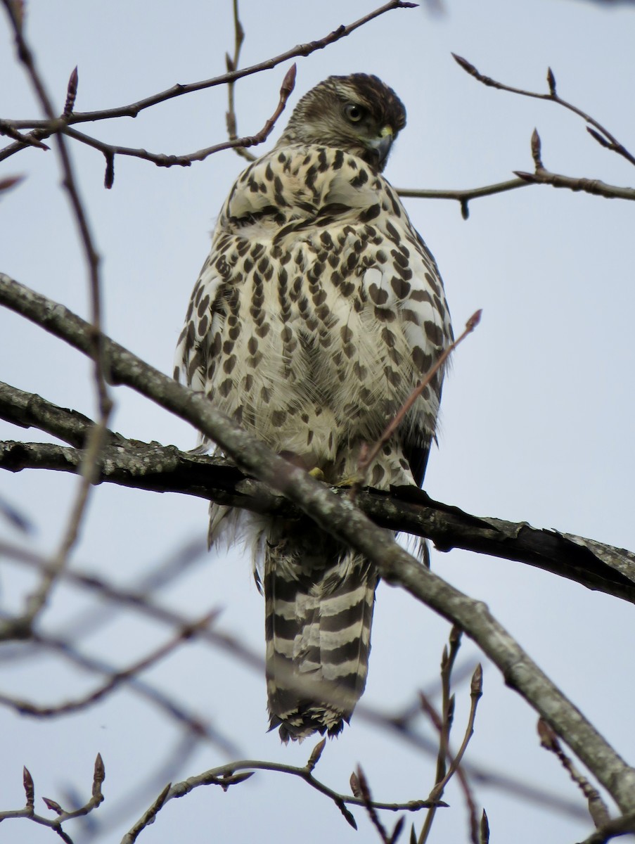 American Goshawk - ML542959141