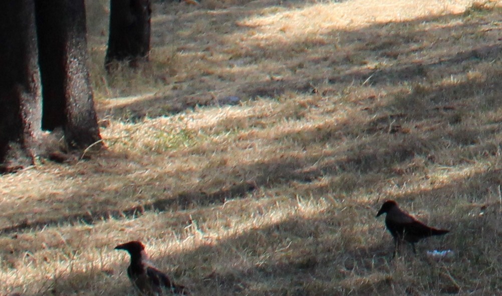 Corneille mantelée - ML542959991