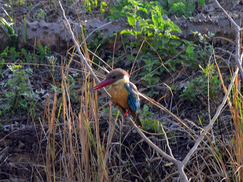 Stork-billed Kingfisher - ML542965981