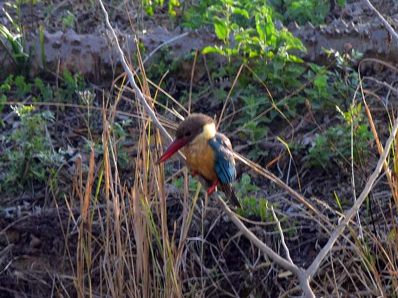 Stork-billed Kingfisher - ML542965991