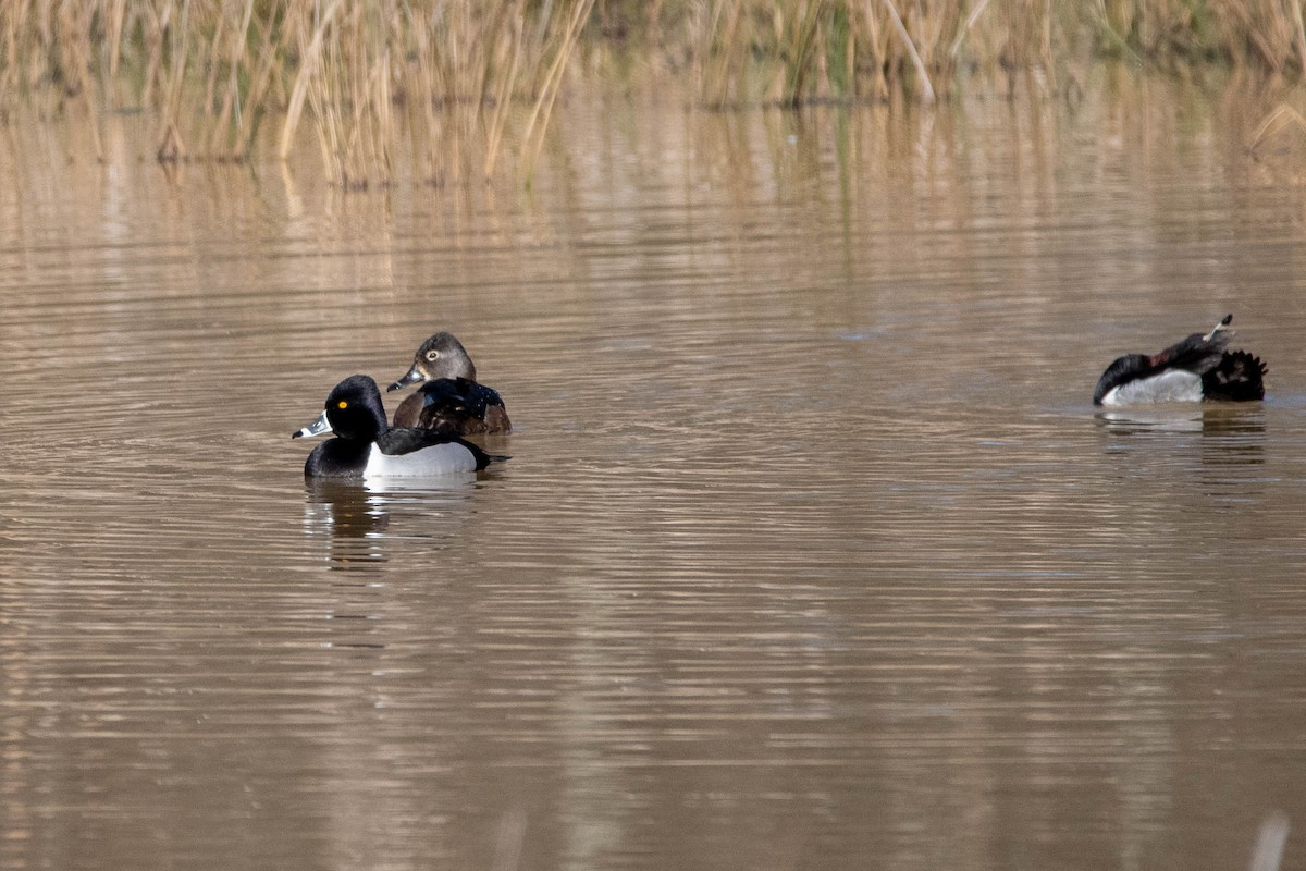 Ring-necked Duck - ML542967411